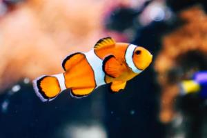 女孩世界杯，女性力量与足球的未来女孩世界杯